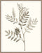 Neutral Botanical Study III Wall Art