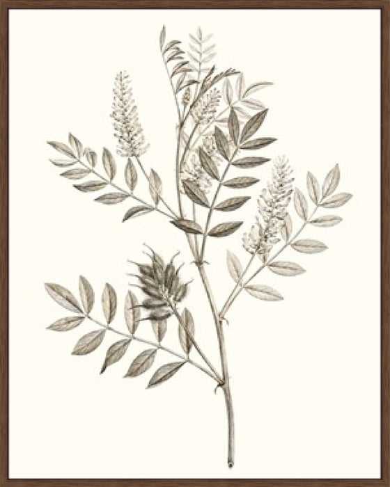 Neutral Botanical Study III Wall Art
