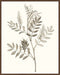 Neutral Botanical Study III Wall Art