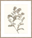 Neutral Botanical Study II Wall Art