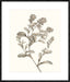 Neutral Botanical Study II Wall Art