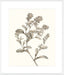 Neutral Botanical Study II Wall Art