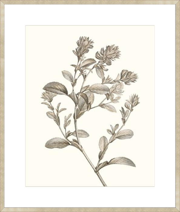 Neutral Botanical Study II Wall Art