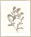 Neutral Botanical Study II Wall Art