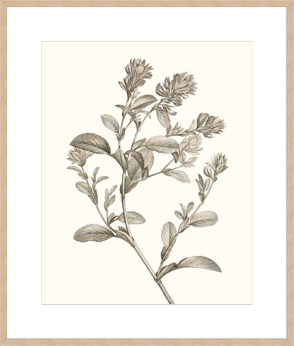 Neutral Botanical Study II Wall Art