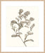 Neutral Botanical Study II Wall Art