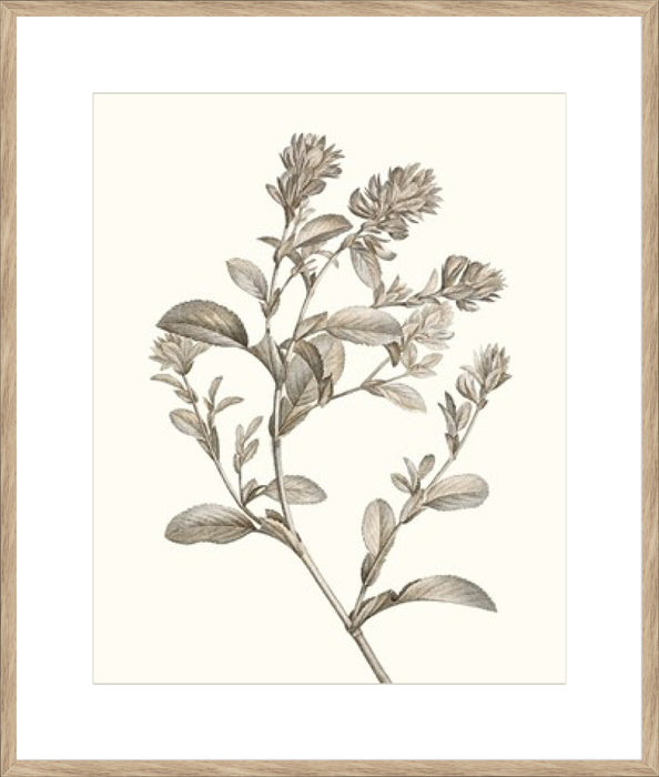 Neutral Botanical Study II Wall Art