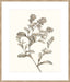 Neutral Botanical Study II Wall Art