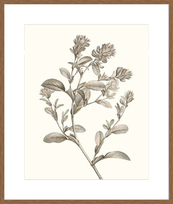 Neutral Botanical Study II Wall Art