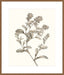 Neutral Botanical Study II Wall Art