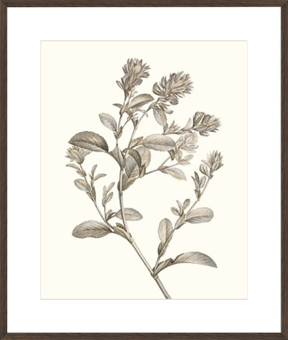 Neutral Botanical Study II Wall Art