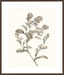 Neutral Botanical Study II Wall Art