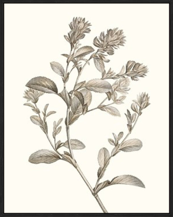 Neutral Botanical Study II Wall Art