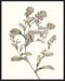 Neutral Botanical Study II Wall Art