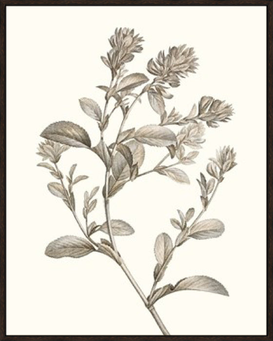 Neutral Botanical Study II Wall Art
