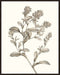 Neutral Botanical Study II Wall Art