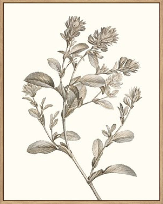 Neutral Botanical Study II Wall Art