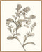Neutral Botanical Study II Wall Art