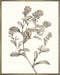 Neutral Botanical Study II Wall Art