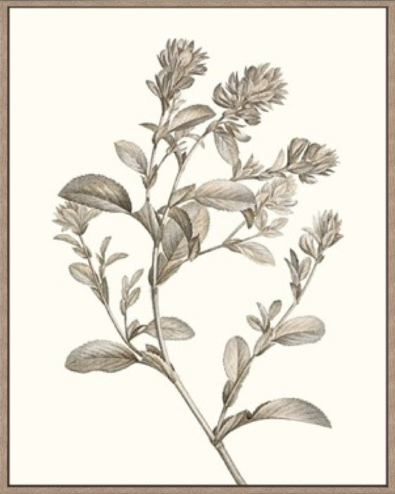 Neutral Botanical Study II Wall Art