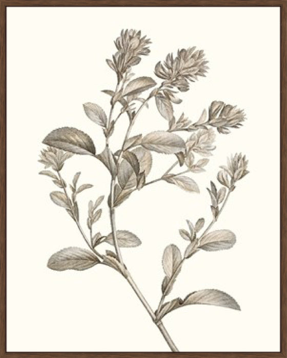 Neutral Botanical Study II Wall Art