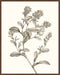 Neutral Botanical Study II Wall Art