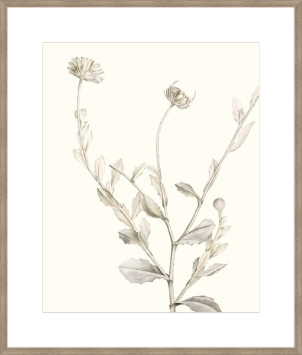 Neutral Botanical Study IV Wall Art