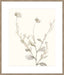 Neutral Botanical Study IV Wall Art