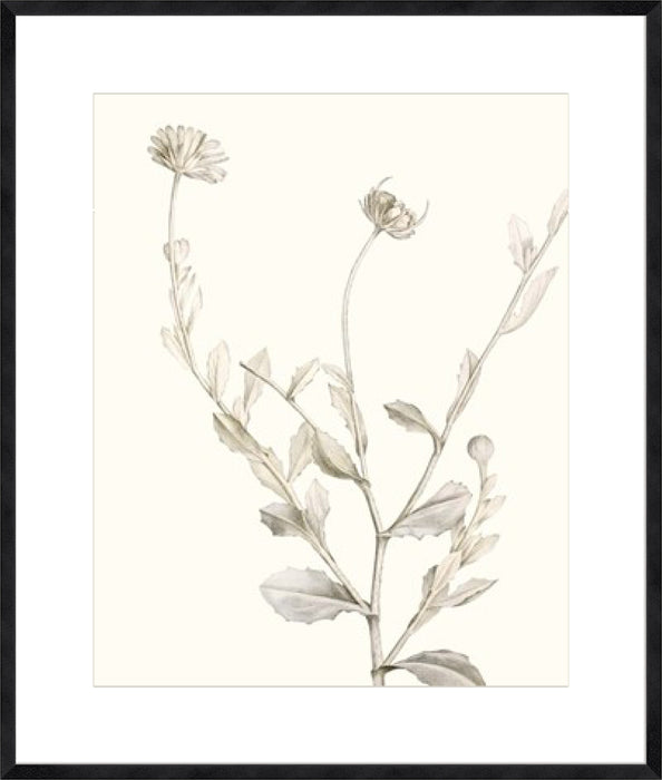 Neutral Botanical Study IV Wall Art