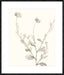 Neutral Botanical Study IV Wall Art
