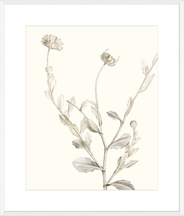 Neutral Botanical Study IV Wall Art