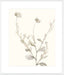 Neutral Botanical Study IV Wall Art