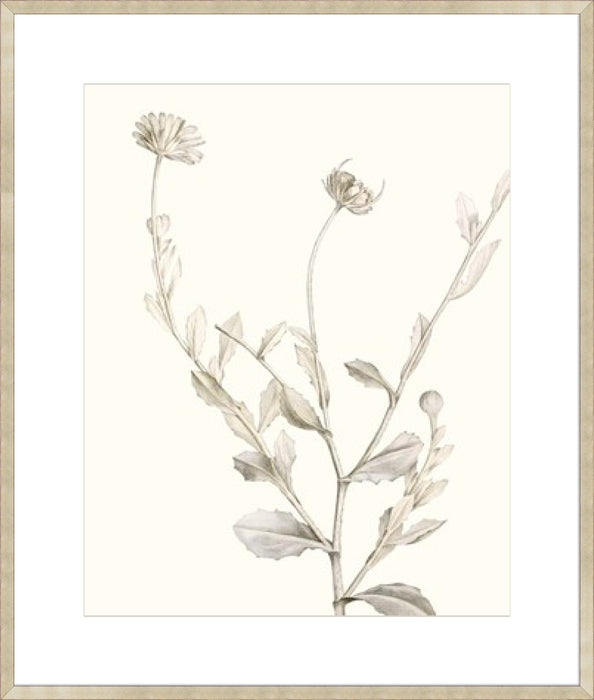 Neutral Botanical Study IV Wall Art