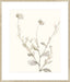 Neutral Botanical Study IV Wall Art