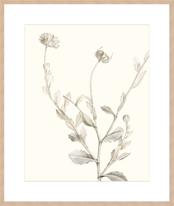 Neutral Botanical Study IV Wall Art