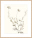 Neutral Botanical Study IV Wall Art