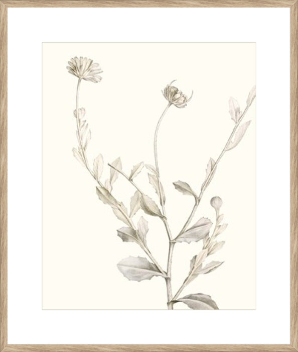 Neutral Botanical Study IV Wall Art
