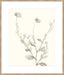 Neutral Botanical Study IV Wall Art