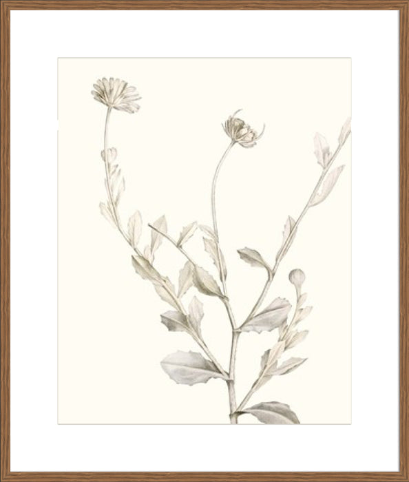 Neutral Botanical Study IV Wall Art