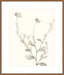 Neutral Botanical Study IV Wall Art