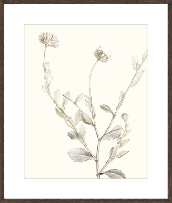Neutral Botanical Study IV Wall Art