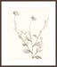 Neutral Botanical Study IV Wall Art