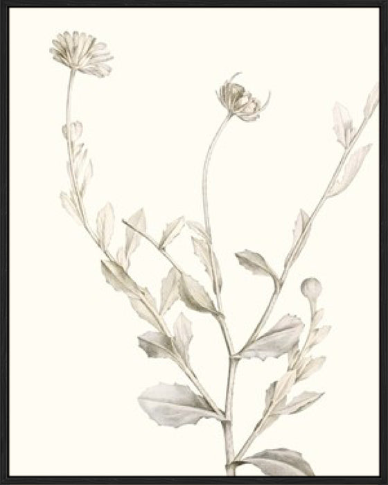 Neutral Botanical Study IV Wall Art