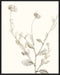 Neutral Botanical Study IV Wall Art