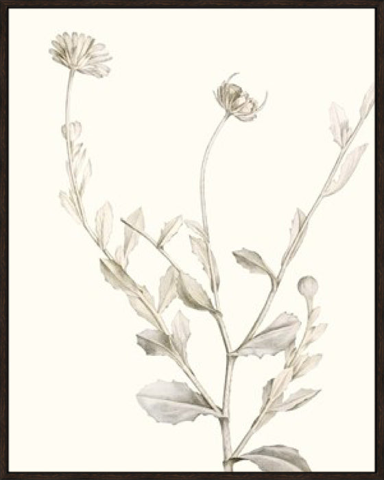 Neutral Botanical Study IV Wall Art