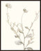 Neutral Botanical Study IV Wall Art