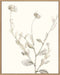 Neutral Botanical Study IV Wall Art