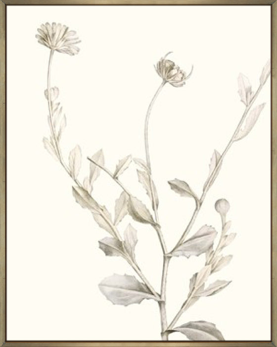 Neutral Botanical Study IV Wall Art