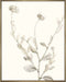 Neutral Botanical Study IV Wall Art