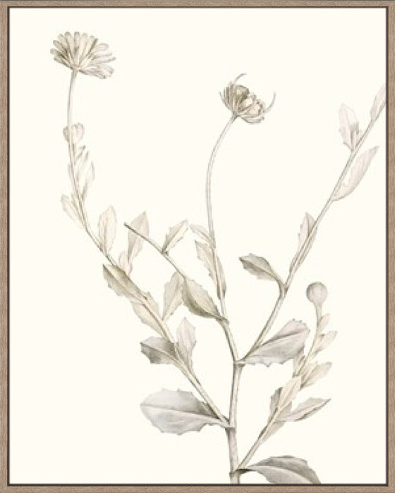 Neutral Botanical Study IV Wall Art